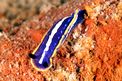 Doride tricolore (Hypselodoris tricolor)