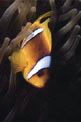 Pesce pagliaccio (Amphiprion bicinctus)