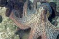 Polpo comune (Octopus vulgaris)