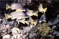 Gaterino tropicale (Plectorhinchus gaterinus)