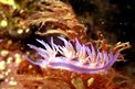 Flabellina rosa (Flabellina affinis)