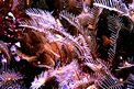 Piuma di mare (Aglaophenia pluma)