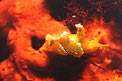 Mollusco (Lobiger serradifalci)