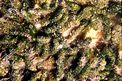 Alga verde (Dasycladus vermicularis)