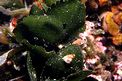 Ventaglio di mare (Flabellia petiolata)