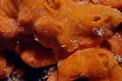 Spugna gialla (Agelas oroides)