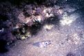 Grongo delle baleari (Ariosoma balearicum)