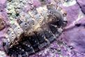 Chitone (Chiton olivaceus)