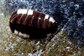 Chitone (Chiton olivaceus)