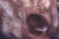 Spugna cervello (Chondrilla nucula)