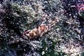 Granchio corridore (Pachygrapsus marmoratus)