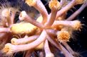 Parazoanthus (Parazoanthus axinellae)