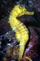 Cavalluccio marino (Hippocampus guttulatus)