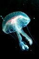 Medusa luminosa (Pelagia noctiluca)