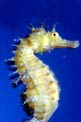 Cavalluccio marino (Hippocampus guttulatus)