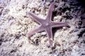 Stella pettine bruna (Astropecten spinulosus)