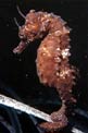Cavalluccio marino (Hippocampus hippocampus)