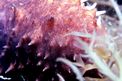 Oloturia (Holothuria tubulosa)