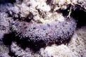 Oloturia (Holothuria tubulosa)