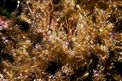 Alga odorosa (Dictyopteris polypodioides)