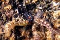 Bavosa gota gialla (Lipophrys canevae)