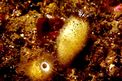 Spugna calcarea ispida (Sycon raphanus)