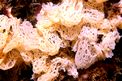 Clatrina bianca (Clathrina coriacea)