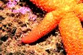 Stella rossa (Echinaster sepositus)