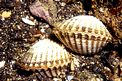Cuore di laguna (Cerastoderma glaucum)