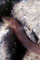 Succhiascoglio  minore (Gouania wildenowi)
