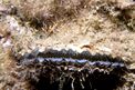 Ostrica comune (Ostrea edulis)