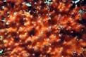 Arancia di mare (Tethya aurantium)