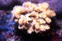 Spugna (Clathria coralloides)