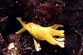 Mollusco (Lobiger serradifalci)