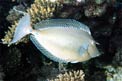 Pesce unicorno blu (Naso unicornis)