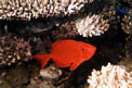 Pesce occhio grosso (Priacanthus hamrur)