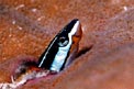 Blennide dai denti a sciabola (Plagiotremus rhinorhynchus)
