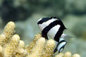 Damigella codabianca (Dascyllus aruanus)