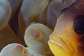 Pesce pagliaccio (Amphiprion bicinctus)