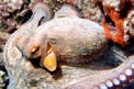 Polpo comune (Octopus vulgaris)