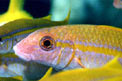 Triglia a pinna gialla (Mulloides vanicolensis)