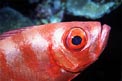 Pesce occhio grosso (Priacanthus hamrur)