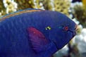 Pesce pappagallo (Scarus niger)