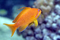 Castagnola  tropicale (Pseudanthias squamipinnis)
