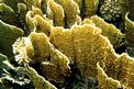 Corallo di fuoco (Millepora platyphylla)