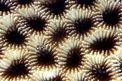 Corallo mosaico (Favia favus)