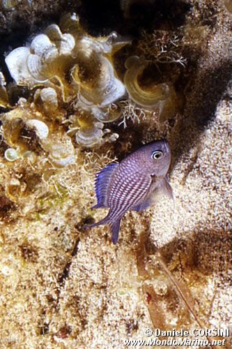 Castagnola (Chromis chromis)