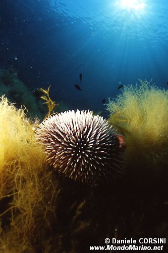 Riccio di prateria (Sphaerechinus granularis)