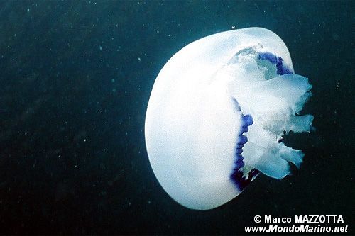 Polmone di mare (Rhizostoma pulmo)