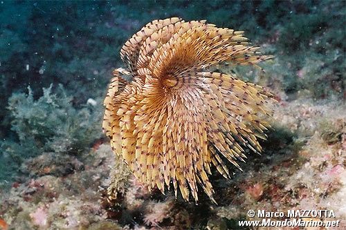 Spirografo (Sabella spallanzanii)